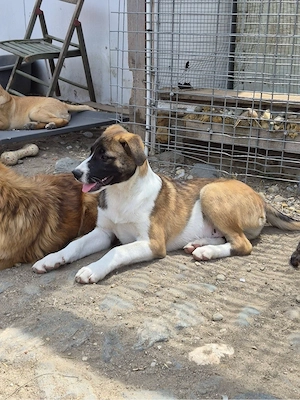 Hemingway wartet  Bild 4