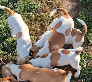 Süße Jack Russell Welpe anzugeben 