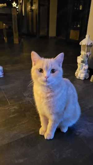 BKH Kater abzugeben 
