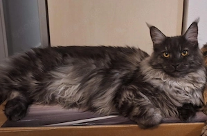 Zwei Maine Coon Katzen  (11 Monate)  abzugeben nur im Paar!