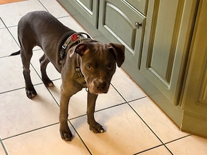 Schweren Herzens: Ein neues, liebevolles Zuhause für Bluey gesucht
