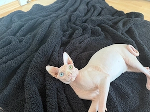 Odd Eyed Sphynx Kater 