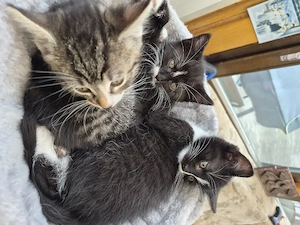 Katzen Baby,