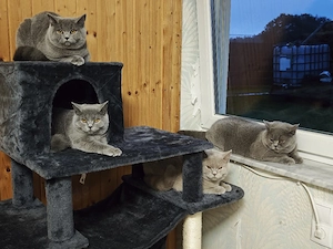 BKH Jungkatzen mit Stammbaum 7 Monaten alt