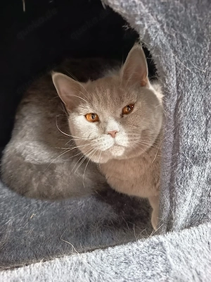 Für einen  Zucht Kater sehr gut geeignet