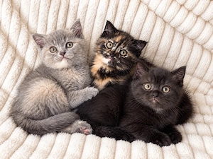 Reinrassige Bkh Kitten 