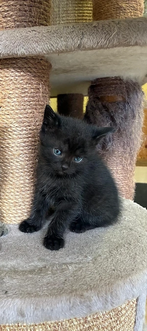 Katzenbabys, Kitten in liebevolle Hände abzugeben.