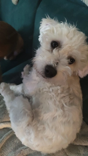 Bichon Frise Malteser Mix