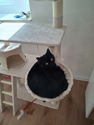 Britisch Kurzhaar Katze