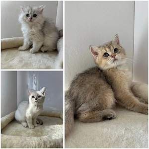 Bkh & BLH Kitten 