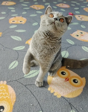 Britisch kurzhaar Kater 8 Monate 