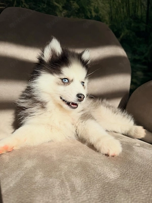 Siberian Husky Welpen suchen liebevolle Familien
