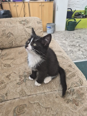 Kater jung.