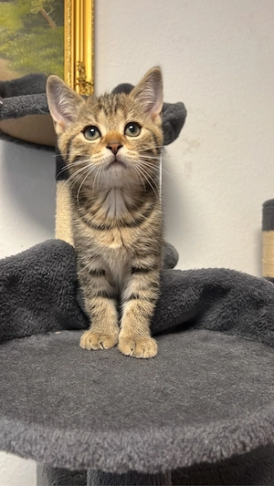 BKH Britisch Kurzhaar Kater kitten zu vergeben (British shorthair)