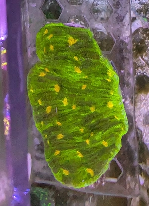 Korallen Meerwasser