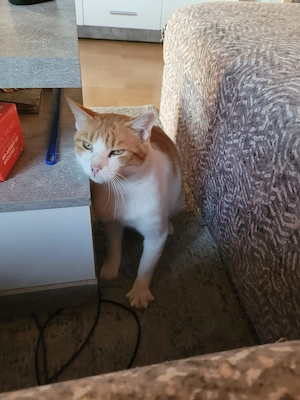 Kuscheliger Lord sucht sein Kuschelkörbchen