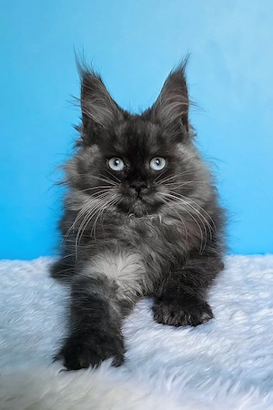 10 wunderschöne Maine-Coon-Kitten, 13 Wochen geimpft, entwurmt und mit Stammbaum
