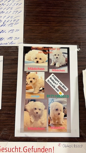 Bichon Malteser