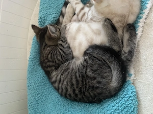 Bengal mix kitten