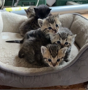 5 kitten abzugeben