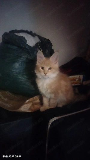 Maine Coon reinrassige kitten 