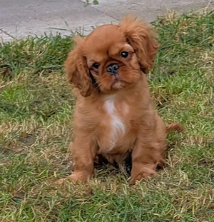 Wunderschöne Welpe King Charles Spaniel 