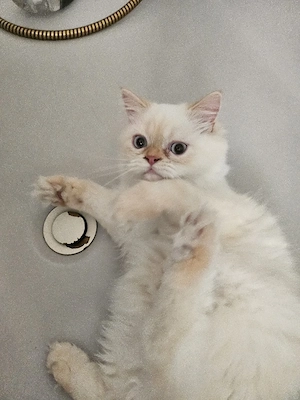 2 Perserkatzen gechipt, geimpft   