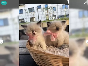 Zuckersüße reinrassige Ragdoll-Kitten 
