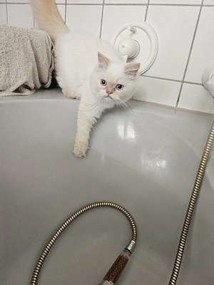 2 Perserkatzen gechipt, geimpft   