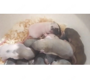 Ratten Welpen 