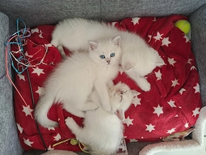 4 weisse BKH Kitten Abgabe bereit 