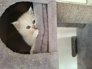 4 weisse BKH Kitten Abgabe bereit 