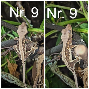Correlophus ciliatus (Kronengecko Babys)