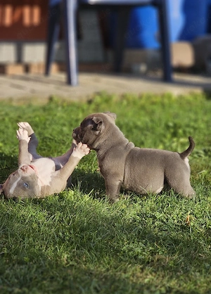 American Pocket Bully Welpen  (ABKC PAPIERE)