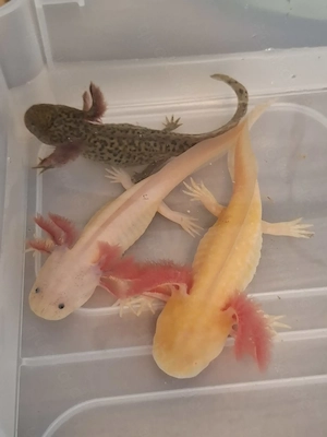 Drei schöne Axolotl aus eigener Nachzucht suchen ein neues Zuhause