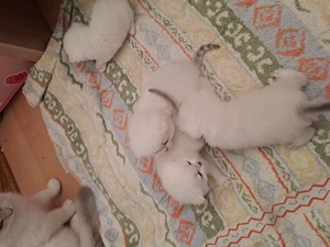 4 weisse BKH Kitten Abgabe bereit 
