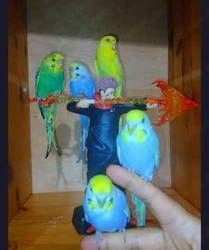 handzahm Wellensittiche Rainbow Zahm Vögel 