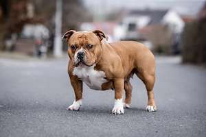 American Bully Hündin Pocket 
