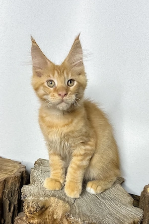 Wunderschönes Maine-Coon-Mädchen, 3 Monate geimpft und entwurmt
