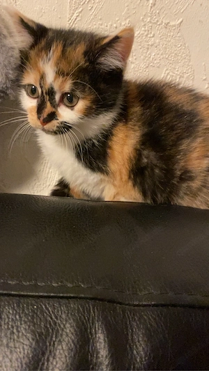 Katzen baby