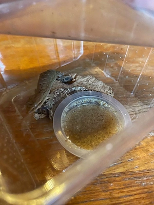 3 Jungferngeckos (Lepidodactylus lugubris) zu verkaufen