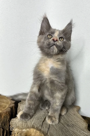 Liebevolles Maine-Coon-Mädchen, 3 Monate geimpft und entwurmt