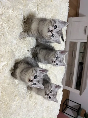 BKH Kätzchen    Es ist nur noch ein Katerchen verfügbar.       