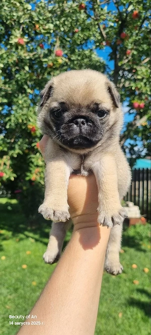 Mops Welpen für ein Haustier liebevolles zuhause!!!