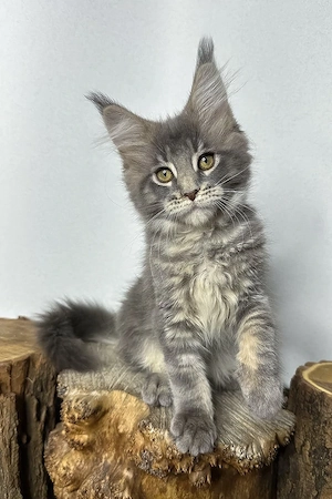 Hübsches Maine-Coon-Mädchen, 3 Monate  geimpft Und entwurmt