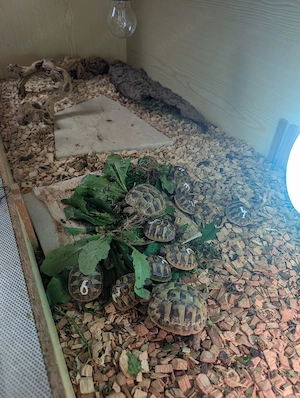 Griechische Landschildkröten THB