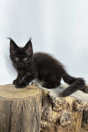 Maine-Coon-Kater, 3 Monate  geimpft & entwurmt, freundlich und verspielt