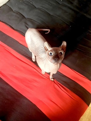 Kanadische Sphynx  Canadian Sphynx 