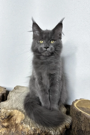 Typvoller Maine-Coon-Kater, 3 Monate geimpft & entwurmt