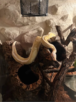 Königspython 1.0 Banana Cinnamon Fire Pastel inkl. Terrarium und Zubehör